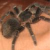 Vartotojo avataras